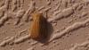 Mythimna pallens